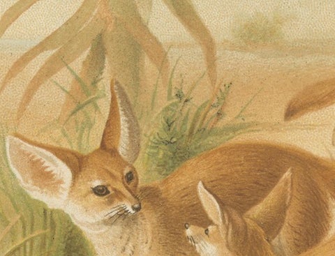 African Fennecs, Antique Desert Fox Chromolithograph, 1894, view 3