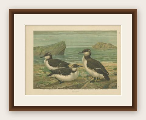 Seabirds on a Northern Shore, Elegant Antique Guillemots Chromolithograph, 1880, shown framed