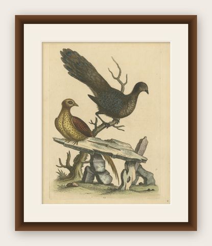 Grey Peacock-Pheasant Hen: A 1746 Engraving by George Edwards, shown framed