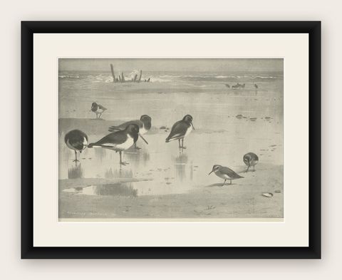 Original Old Print Showing Birds on the Seashore, 1896, shown framed