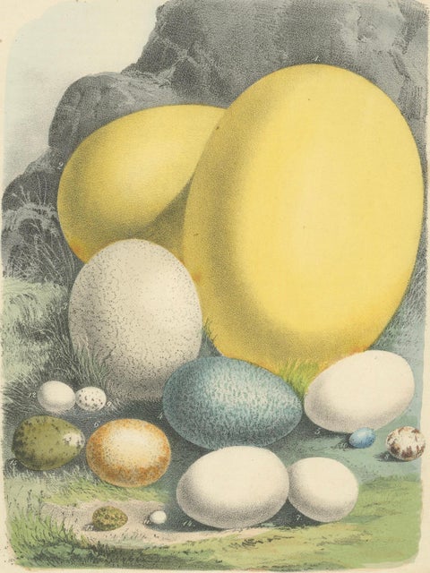 Global Bird Eggs: An 1857 Study of Avian Diversity - Hand-Coloured Lithograph, close-up 4