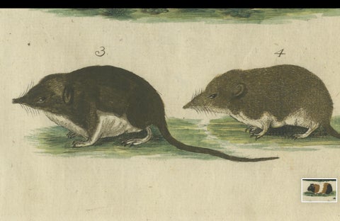 Hand Colored Antique Print of a Hedgehog, Guinea Pig and Two Mice, close-up 4