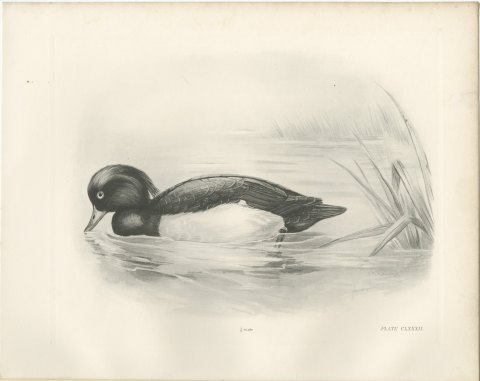 Tufted Duck Drake Feeding near Reeds after Lilian Medland, c. 1909, view 2