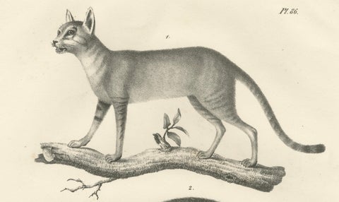 19th-Century Lithograph of the African and European Wild Cats in Natural Poses, close-up 4