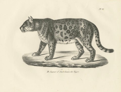 19th-Century Lithograph of the Jaguar, Also Known as the American Tiger, close-up 4