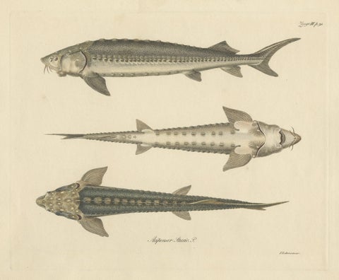 Print of the European Sea Sturgeon or the Atlantic or Common Sturgeon, ca.1860, close-up 1