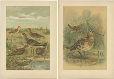 Set of 2 Antique Chromolithographs of Waders, Ruff and Common Snipe, c.1890, view 4