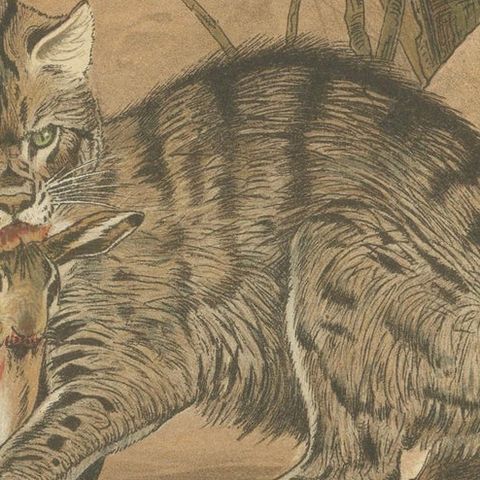 Wild Cat, Antique Zoological Print, Victorian Mammal Illustration, 1894, close-up 5