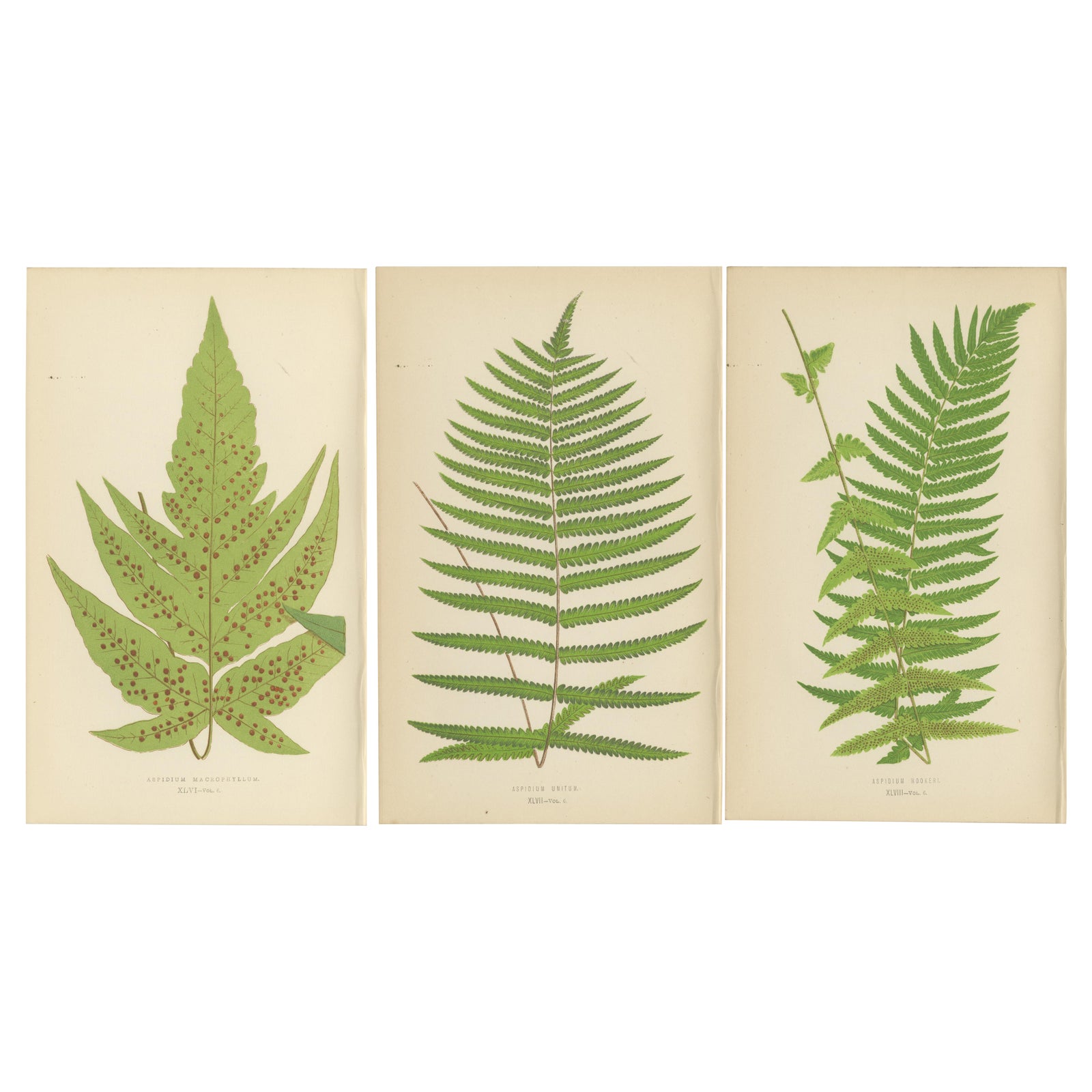 Antique Set of Three Botanical Fern Prints by E.J. Lowe (1868), Aspidium Series