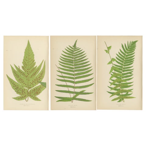 Antique Set of Three Botanical Fern Prints by E.J. Lowe (1868), Aspidium Series