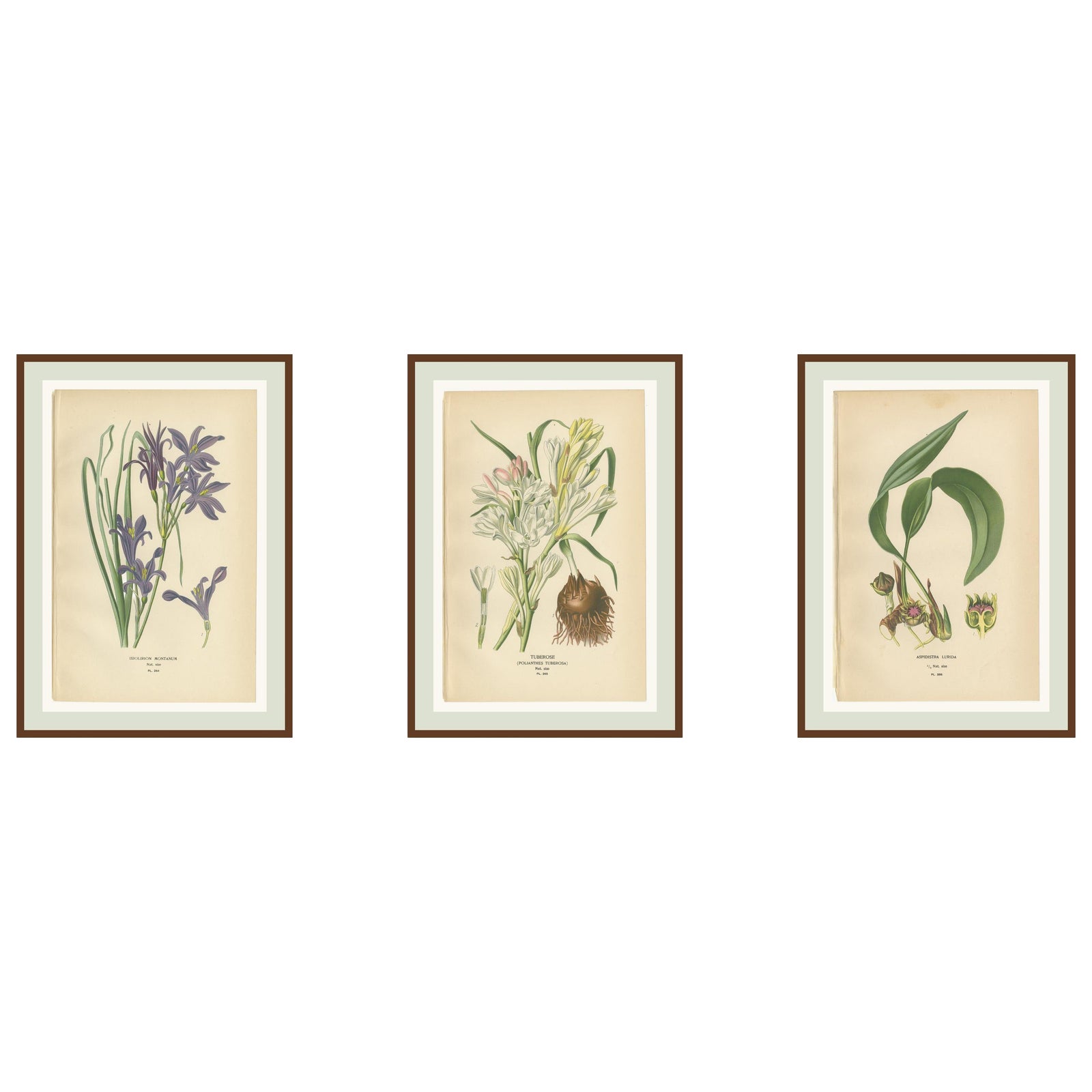 Antique Flower Chromolithographs 1897, Ixiolirion, Tuberose & Aspidistra