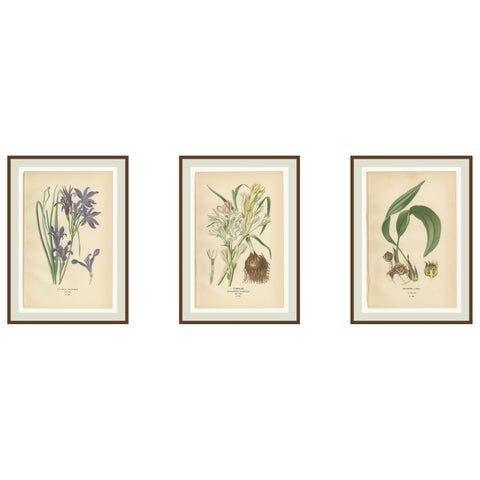 Antique Flower Chromolithographs 1897, Ixiolirion, Tuberose & Aspidistra