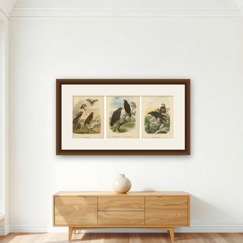 Birds of Prey Prints, Antique Set of Three, Raptors & Hawks, 19th Century, shown framed on a wall