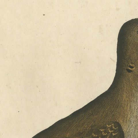 Antique Bird Print of a Portugal Dove, close-up 2