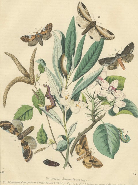 Wings of the Night: Hand-Colored 1856 Litho of Exotic Moths and Their Life Cycle, close-up 4