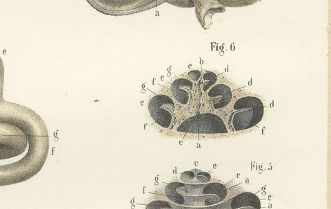 The Bony Labyrinth and Cochlea, Antique Hirschfeld Anatomy Print, 1866, view 6