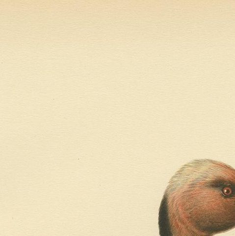 Antique Bird Print of the Red-Crested Pochard by Von Wright '1929', close-up 1