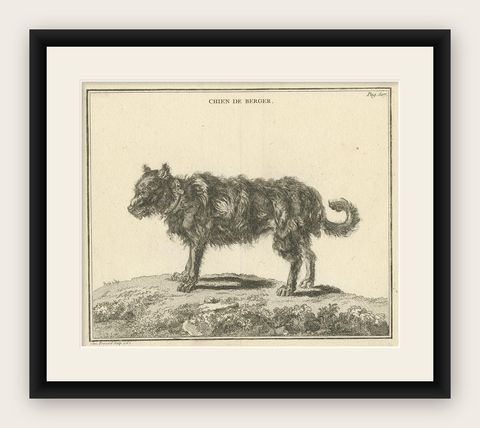 Antique Print of a Sheepdog by Fessard, 1819, shown framed