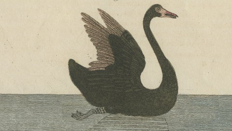 Antique Greater Rhea & Black Swan Engraving, Bertuch, 1798, close-up 4