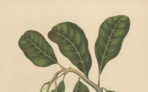 Antique Cashew Tree Botanical Chromolithograph by Hoola van Nooten, c. 1880, close-up 5