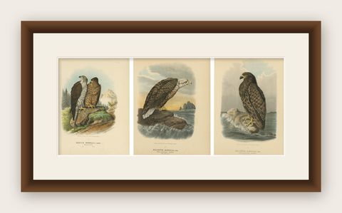 Eagles Prints, Antique Set of Three, Raptors & Ornithology Wall Art, 1894, shown framed