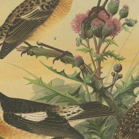 Antique Bird Print of the Whinchat by Naumann, circa 1895, close-up 2