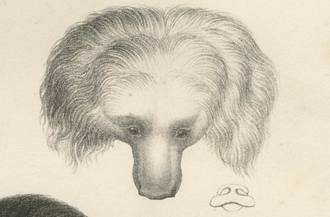 19th-Century Lithograph of a Raccoon and Bear, Stunning Natural History Print, close-up 3