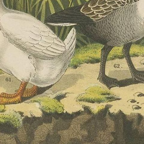 Antique Bird Print of Various Geese by A. Nuyens, 1882, close-up 1
