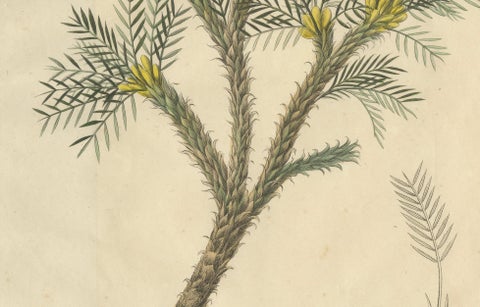 Antique Botanical Print of Astragalus Verus, Copper Engraving, c.1831, close-up 2