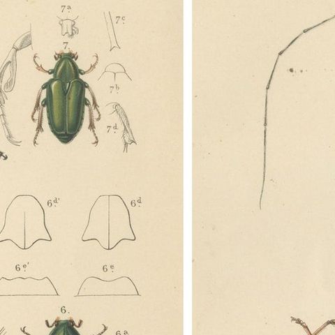 Set of 2 Antique Beetle Prints, Scarab, Ground & Longhorn Beetles, Sumatra 1887, close-up 3