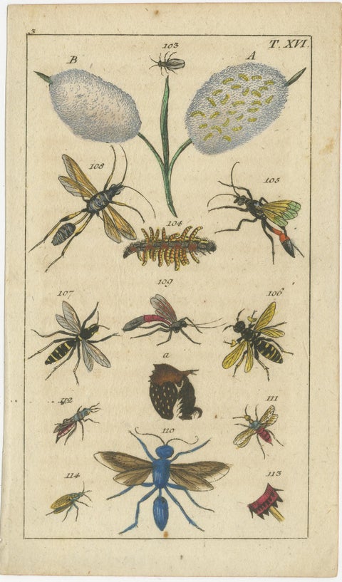 Small and Rare Natural History Prints Featuring Insects and Plants, 1832, view 3