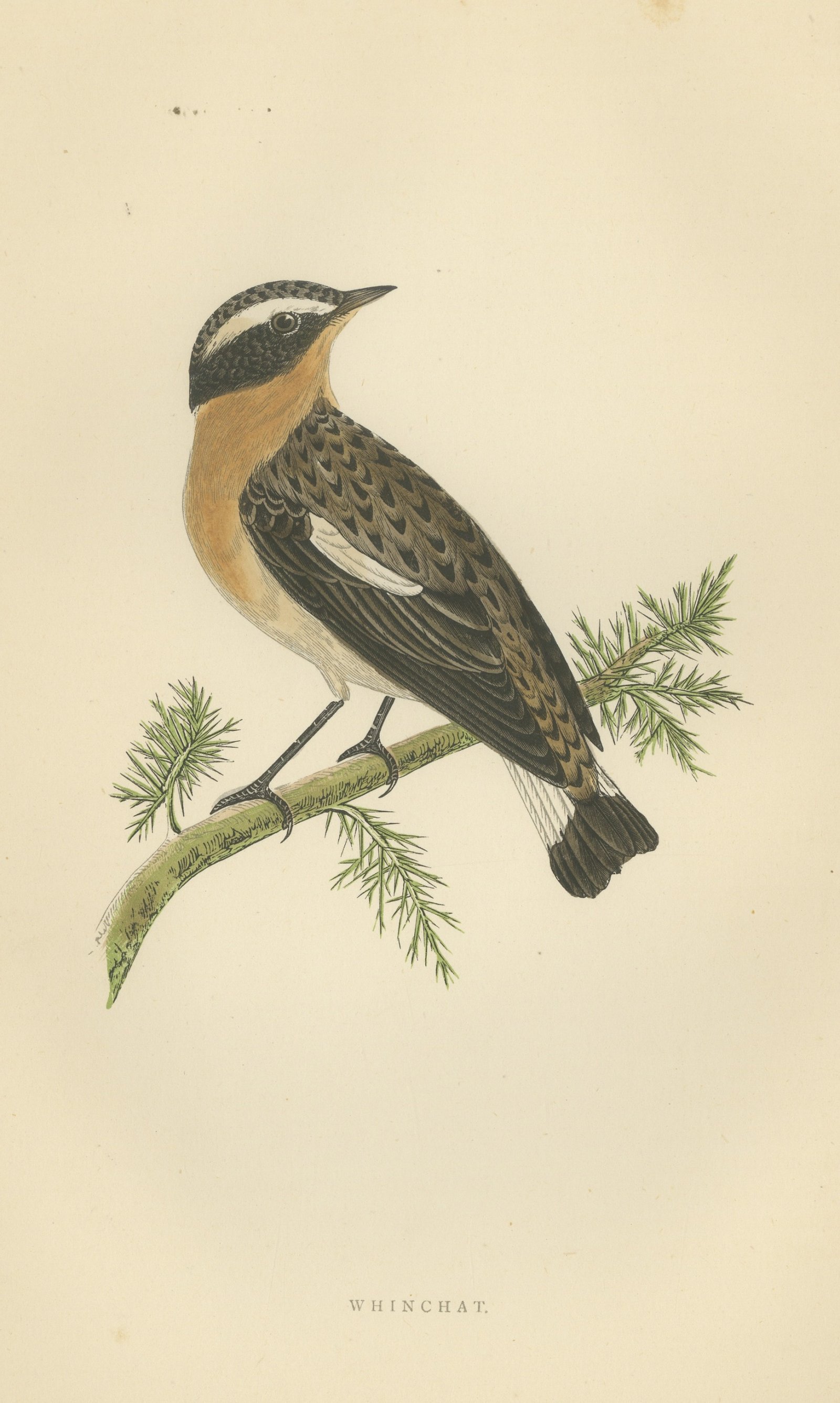 Whinchat on a Conifer Twig, Hand Colored Wood Engraving, Morris, 1896