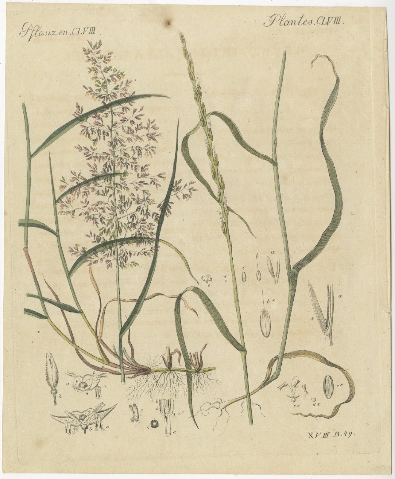 Two Grasses with Flower Details, Antique Bertuch Print, circa 1818