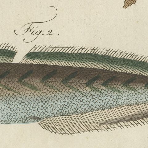 Ling, Burbot, Pollack and Toadfish, Antique Bertuch Print, circa 1805, close-up 1
