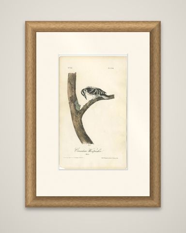 Antique Bird Print of the Canadian Woodpecker by Audubon, c.1840, shown framed