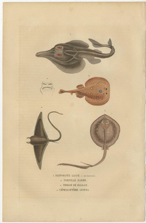 Print of a Guitarfish, Common Torpedo, Stingray & Devil fish or Giant Devil Ray, view 2