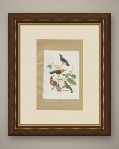 Blackbirds and Marsh Birds, Brazilian Bird Print, Descourtilz, 1944, shown framed