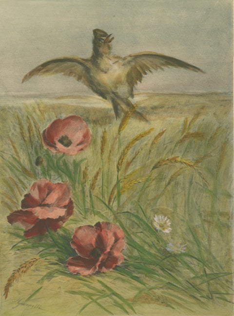 Lark Among Poppies - Exquisite Giacomelli Ornithological Print, Circa 1891, close-up 3