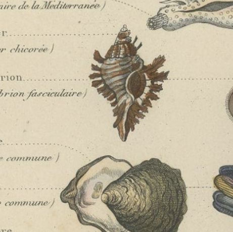 Decorative Antique Print of Various Molluscs, 1854, close-up 3