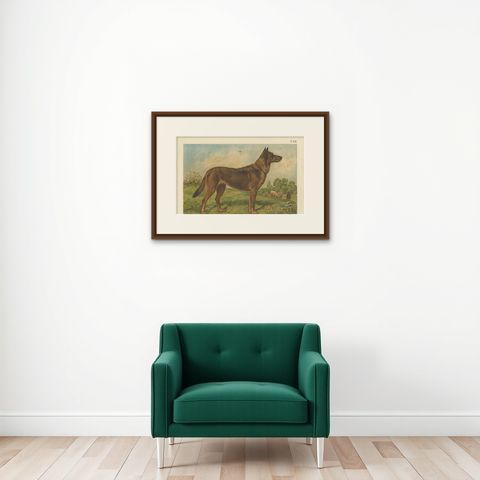 Antique Dog Print of a German Shepherd by Th. Breidwiser, 1879, shown framed on a wall