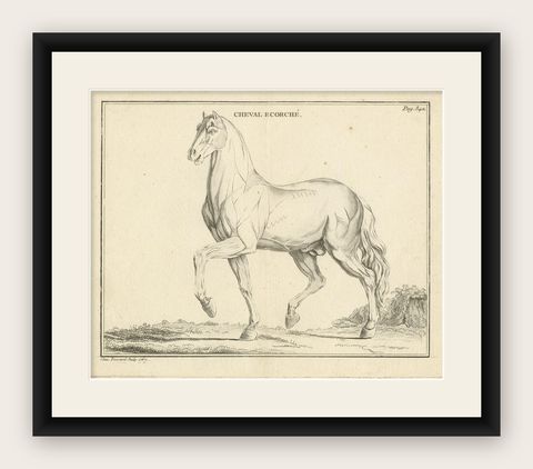 Antique Print of an Écorché of a Horse by Fessard, '1819', shown framed