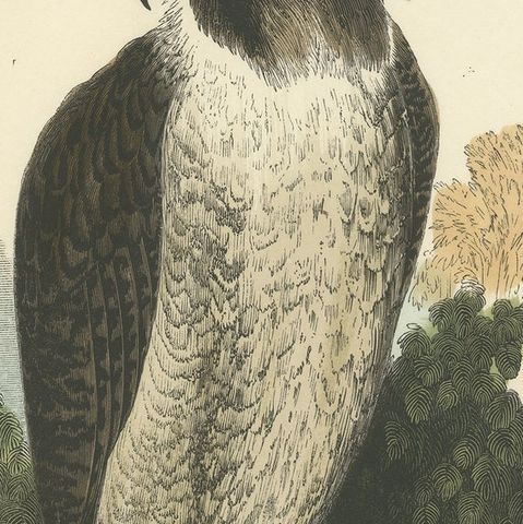 The Peregrine Falcon, Antique Wood Engraving, circa 1860, close-up 4