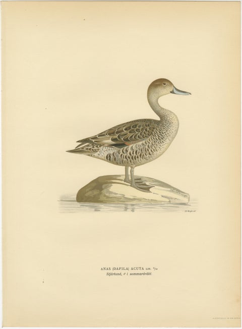 1929 Swedish Pintail Lithographs, Nordic Natural History Pair, view 3