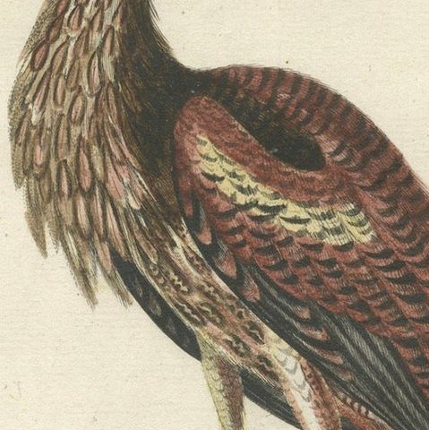 Hand-Colored Engraving of the Hudson Bay Heron by Johann Michael Seligmann, 1770, close-up 6
