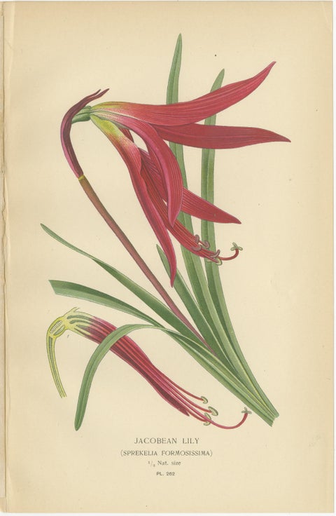 Scarborough Lily, Jacobean Lily & Clivia, Antique Chromolithographs 1897, view 3