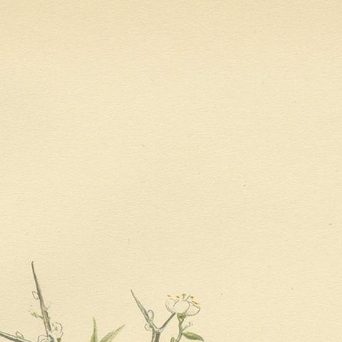 Old Bird Print Named the Barred Warbler, 1927, close-up 2