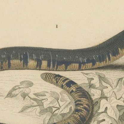 Snake Print of Worm Snake, Philippine Uropeltis and Amphisbaena, c.1850, close-up 6