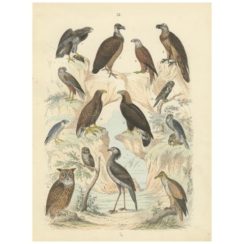 Birds of Prey Print: Eagles, Falcons, Owls & Vultures, Antique 1867