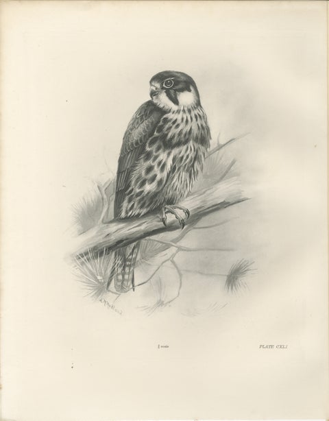 Antique Eurasian Hobby Falcon Print by Lilian M. Medland, circa 1908