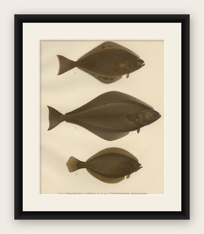 Flatfish Trio - Flounder, Turbot, and Plaice - Elegant Fish Lithograph, 1895, shown framed